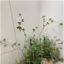 맑은치과의원 이미지