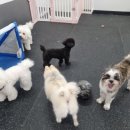 마이하우스퍼피 수원애견미용훈련 | 반려견 잘 돌보는 애견호텔 수원 마이하우스퍼피