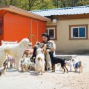 동물사랑연합회 이미지