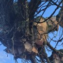 스프링힐 이미지