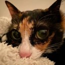 배방읍 모산로139번길 이미지