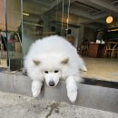 봉서산로69-16 | [천안카페]투카인즈오브카페 사모예드 봉자 내돈내산후기