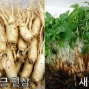 새싹&삼