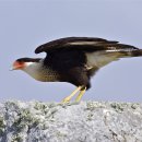 카라카라 [머리깃카라카라, Crested caracara (Caracara cheriway)] 이미지