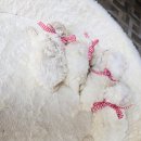 화이트 켄넬 이미지