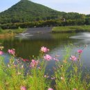 코스모스여화 이미지