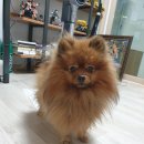 양평엘한방병원 노트펫