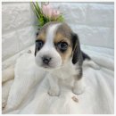 오독안심분양센터 강아지분양 고양이분양 광주점 이미지