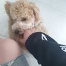 포롱도그 이미지