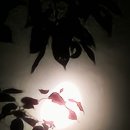 산골텃밭소식. 나는 바보로소이다 이미지