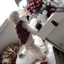 아람동물의료센터 이미지