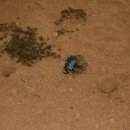 쇠똥구리마을 이미지