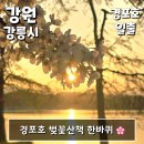 달뜨는언덕 | 강릉여행 경포호 경포가시연습지 벚꽃산책 한바퀴 - 경포호 일출(강원 강릉시)