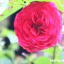 프라우 Daum카페