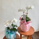 영전농장 | 창원 상견례 화분 호접란 선물