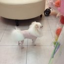 미니 앤 바니 애견샵 이미지