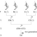 저염분 내성 흰다리새우 교잡종 (low-salinity tolerant hybrid of Pacific White shrimp) 이미지