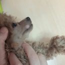 강영석동물병원 이미지