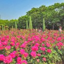 장미매점 이미지