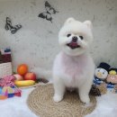 도그룸 (DO GROOM) 이미지