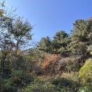 인월마트 | 남원 인월 맛집 '지리산나물밥' :: 내 몸에 주는 보약 한 끼 🌿 (지리산 산채나물 뷔페/현지인 맛집)