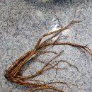 약초흑염소농장 이미지