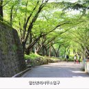26년 4월 9일 대구 앞산, KBS 만남의숲 07:00 출발, 회비 70,000원 이미지