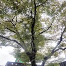 느티나무회관 이미지