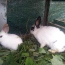 천왕농장 이미지