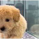 도그마루 천안지점 이미지