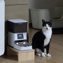 이호동물병원 | 30-32주 임신후기 임산부 일상(배크기, 코피이슈, 컨디션저하, 분만방법 결정)