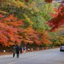 내장산 내장사 단풍 - 불타는 듯 아름다운 풍경 속으로 님들을 초대합니다.^^ 이미지