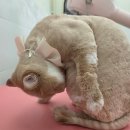 부르미 | [경북/안동 고양이미용]성향맞춤 무마취미용 캣블링_부르미