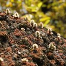 김종경 | 좀바위솔 Orostachys minuta