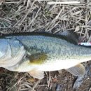 부엉덤이 이미지