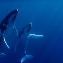 고래농장 이미지