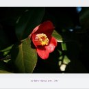 보랏빛 제비꽃과 어울려 더 아름답던 서천 마량리 동백나무 숲 이미지