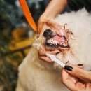 연희동물병원 이미지