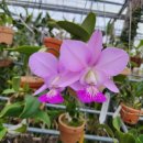 Cattleya Brazilian Jewel 카틀레야 브라질리언 쥬얼 이미지