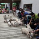 예쁜돼지 이미지