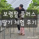 대천농장 | 충남 보령여행 유아 딸기 따기 보령팜 체험농장 다녀온 후기 (feat.크리스마스)