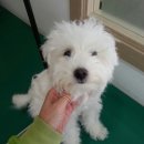 삐삐애견샵 이미지