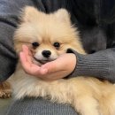 더왈츠앤조이피아 이미지
