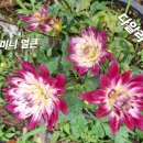 다알리아