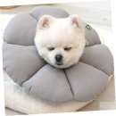 카라말티즈 이미지