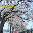 북면 | 천안 벚꽃명소 | 북면 벚꽃길 후기 (은석초 주차 꿀팁)