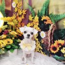 하리스펫 이미지