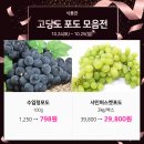 올리비아로렌대전 이미지