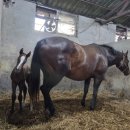 승용목장 이미지