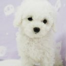 몽글몽글 이미지